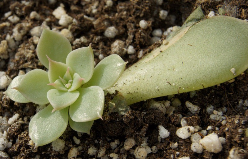 Echeveria 'Margaret' ������� 1.jpg