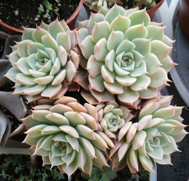 Echeveria 'Margaret' ������� 3.jpg
