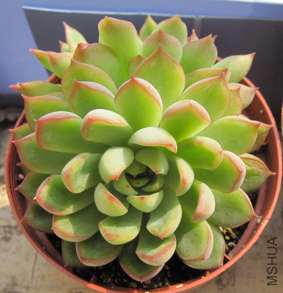 Echeveria 'Mebina' ����� 4.JPG