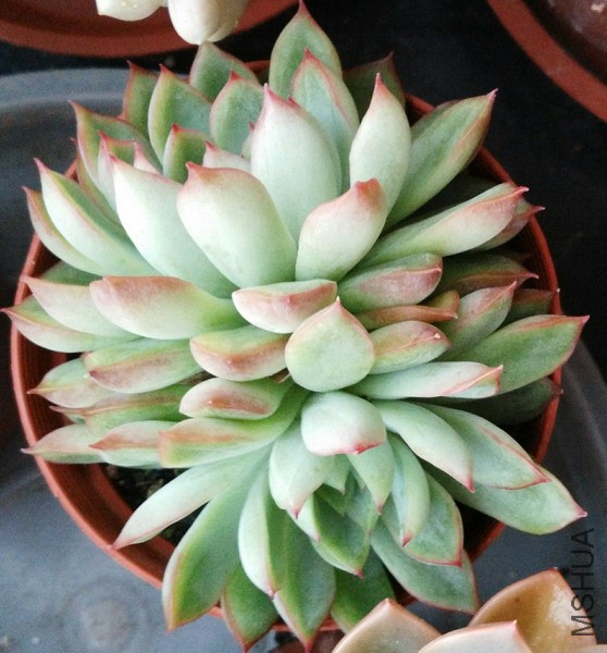 Echeveria 'Mebina' ����� 5.jpg