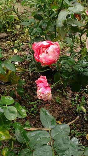 DSC_0318.JPG