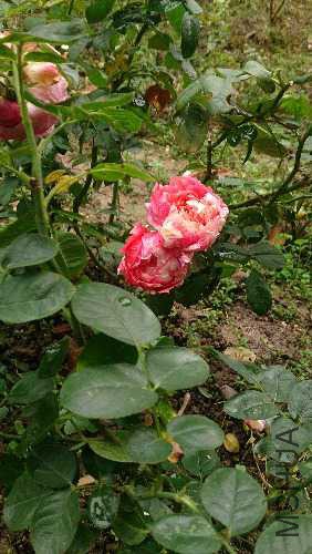 DSC_0281.JPG