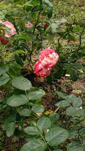 DSC_0280.JPG