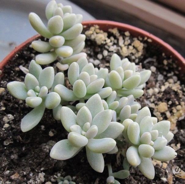 Graptopetalum 'Mirinae' ������ 2.JPG