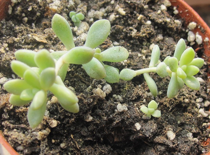 Graptopetalum 'Mirinae' ������ 1.JPG