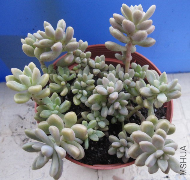 Graptopetalum 'Mirinae' ������ 4.JPG