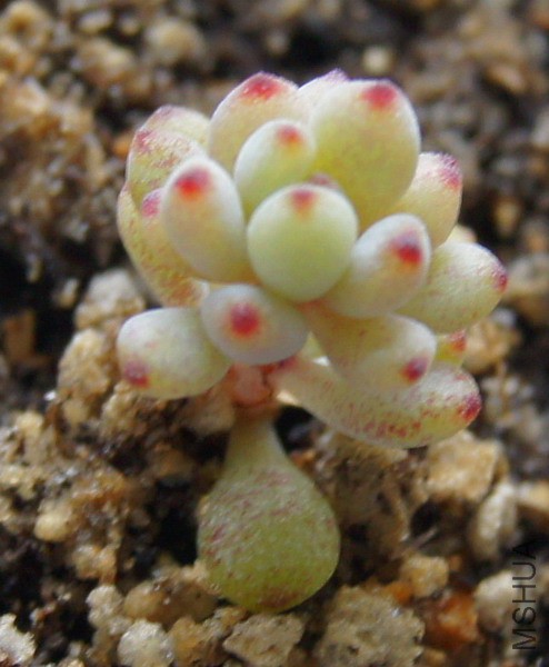 Graptopetalum pachyphyllum 'Blackberry' ��ݮ 2.JPG