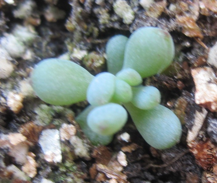 Graptopetalum pachyphyllum 'Blackberry' ��ݮ 1.JPG