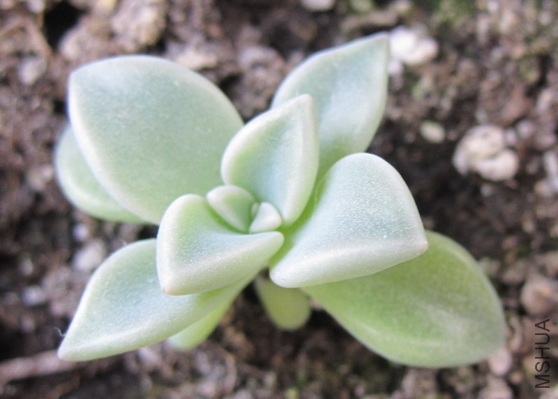 Graptopetalum paraguayense ���� 00.jpg