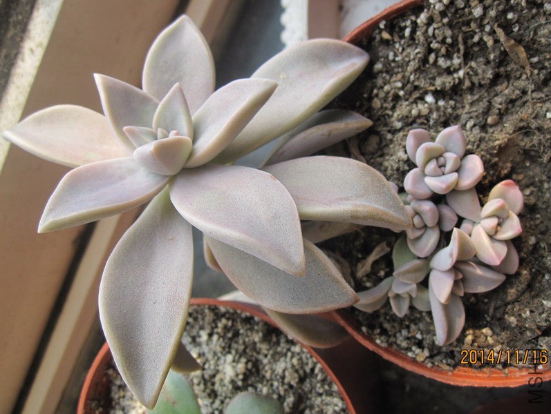 Graptopetalum paraguayense ���� 11.jpg