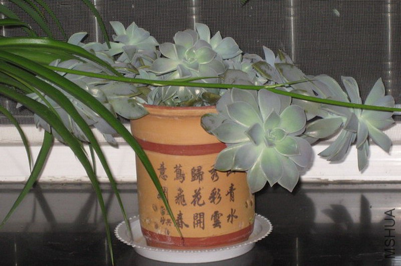 Graptopetalum paraguayense ���� 22.jpg