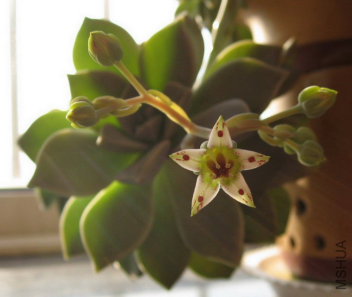 Graptopetalum paraguayense ���� 2222.jpg