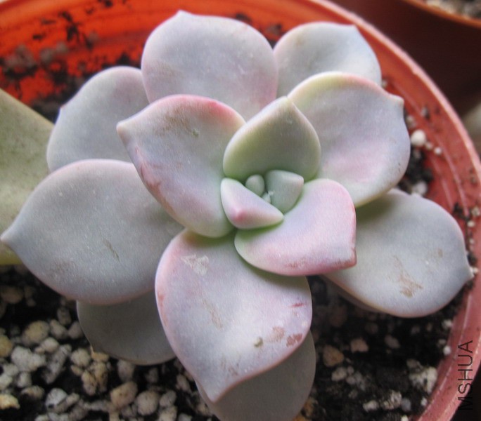 Graptopetalum superbum �����糵 2.jpg