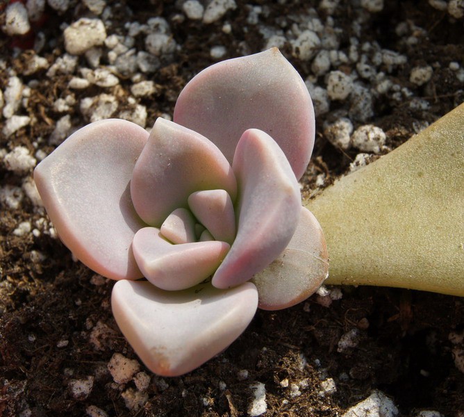Graptopetalum superbum �����糵 1.jpg