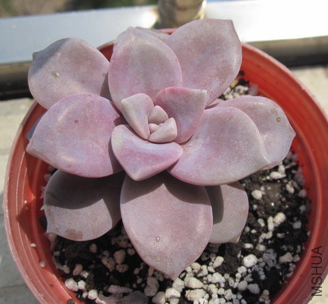 Graptopetalum superbum �����糵 3.JPG