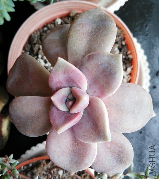 Graptopetalum superbum �����糵 4.jpg