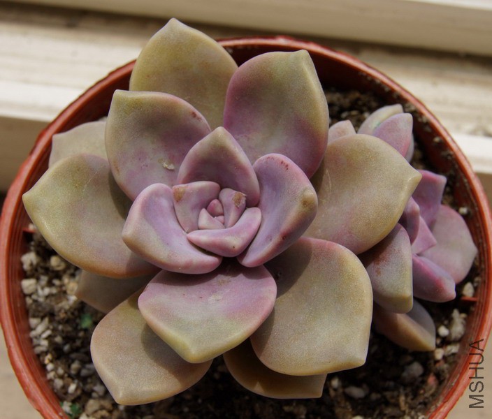 Graptopetalum 'Snow-White' ���� 2.JPG