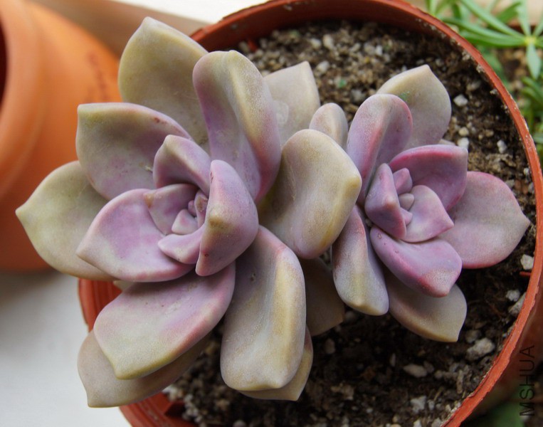 Graptopetalum 'Snow-White' ���� 2A.JPG