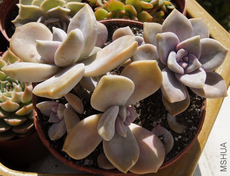 Graptopetalum 'Snow-White' ���� 4.JPG