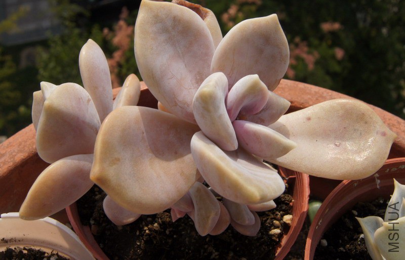 Graptopetalum 'Snow-White' ���� 3.JPG