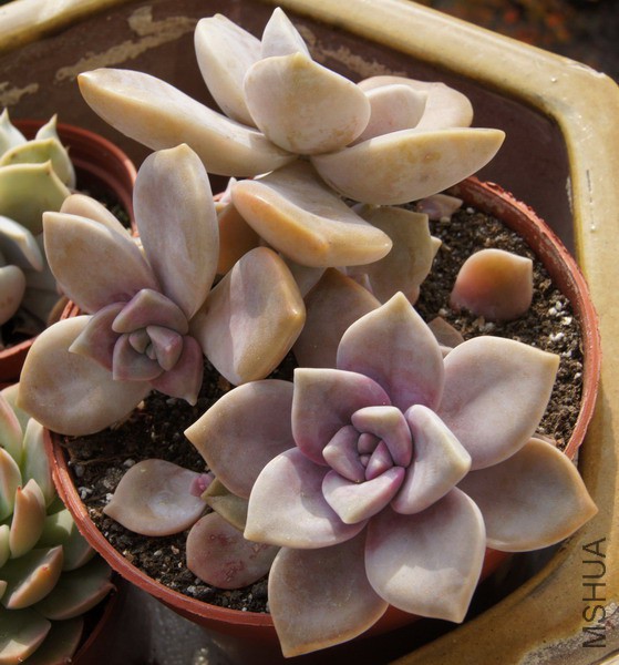 Graptopetalum 'Snow-White' ���� 5.JPG