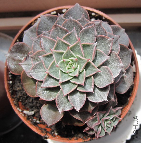 Tacitus bellum ������ 1.JPG