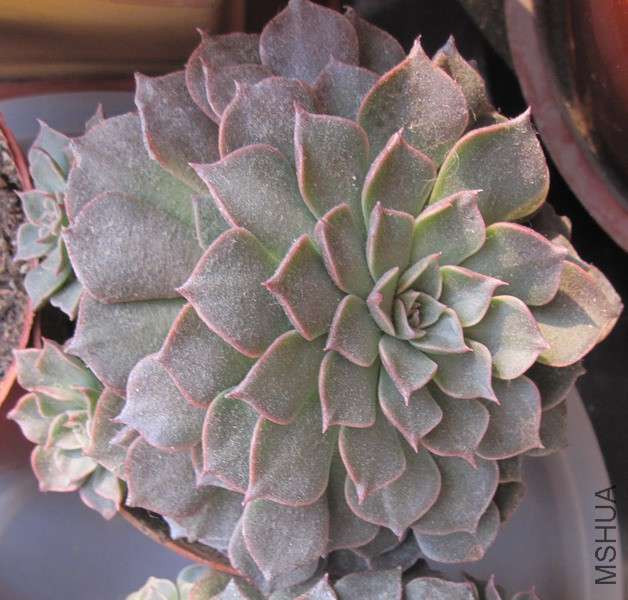 Tacitus bellum ������ 2.JPG