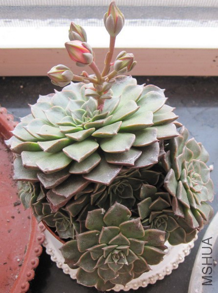 Tacitus bellum ������ 3.JPG