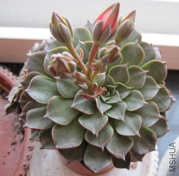 Tacitus bellum ������ 3A.JPG