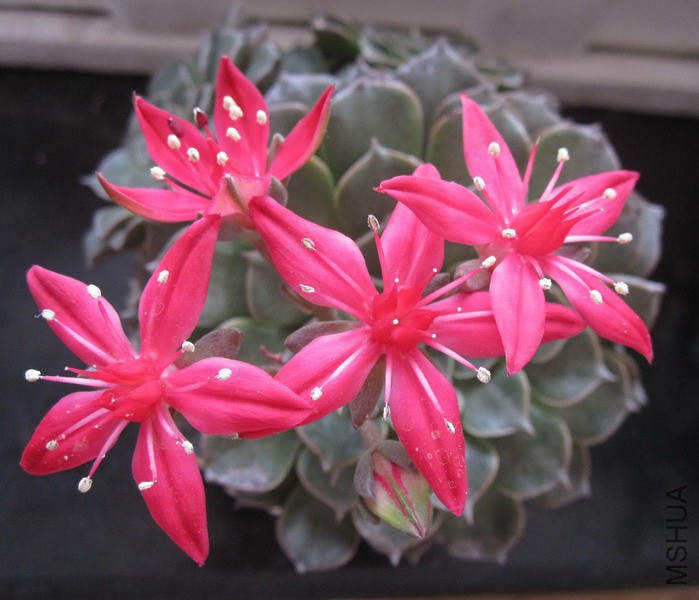 Tacitus bellum ������ 4B.JPG