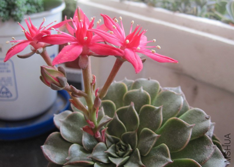 Tacitus bellum ������ 4A.JPG