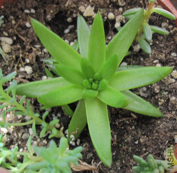 Orostachys spinosa ���� 1.JPG