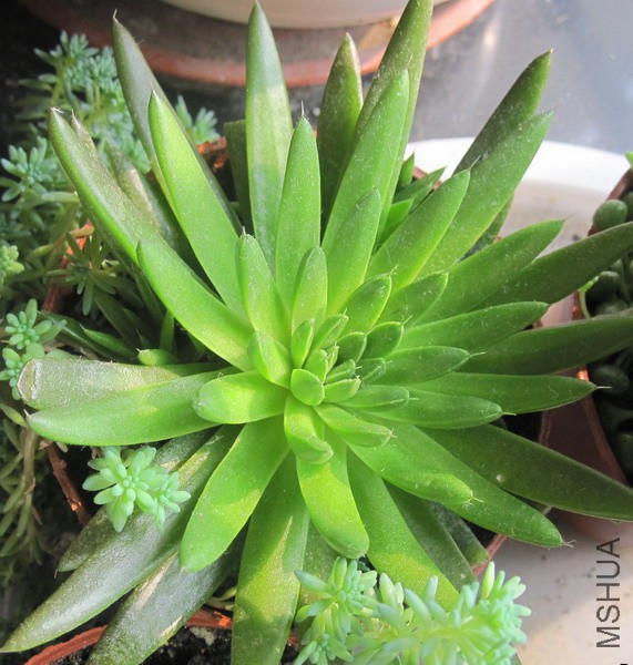 Orostachys spinosa ���� 2.JPG