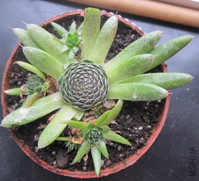 Orostachys spinosa ���� 3.JPG