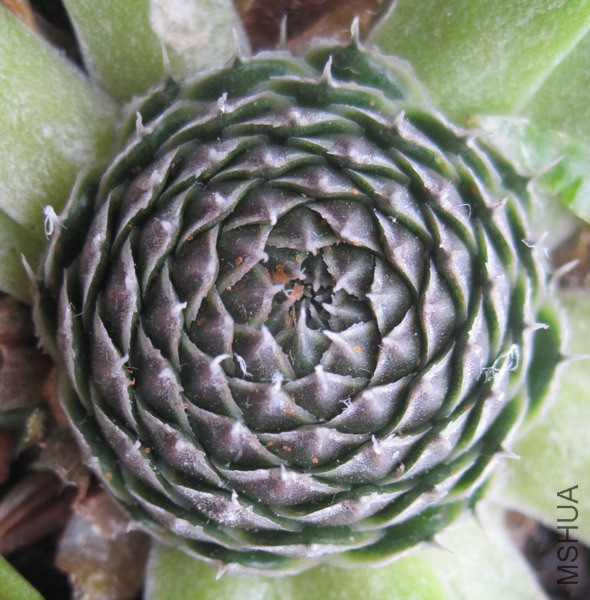 Orostachys spinosa ���� 4.JPG