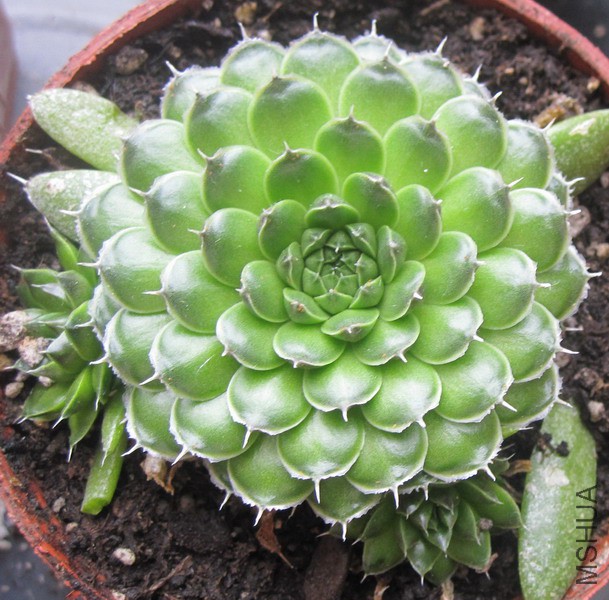 Orostachys spinosa ���� 5.JPG