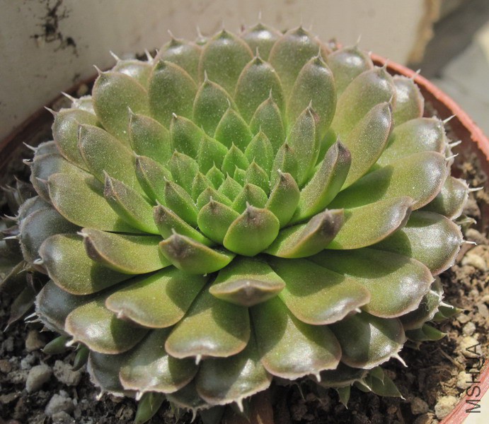 Orostachys spinosa ���� 7.JPG