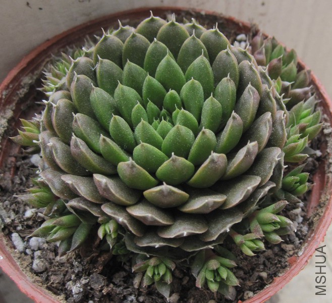 Orostachys spinosa ���� 8.JPG