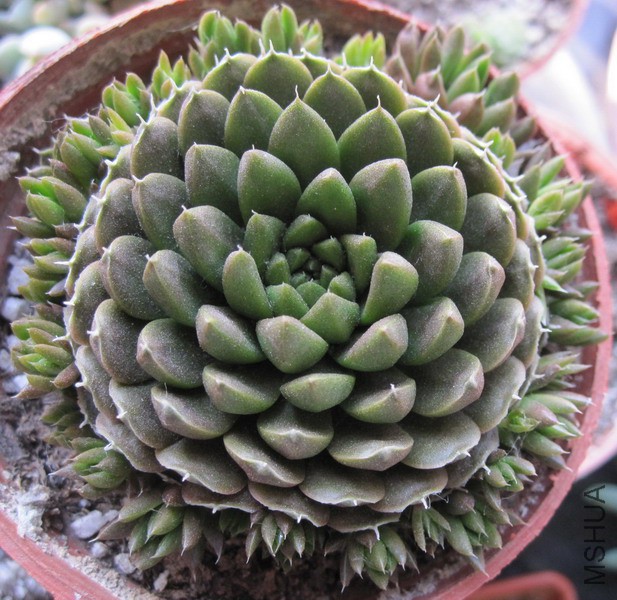 Orostachys spinosa ���� 9.JPG