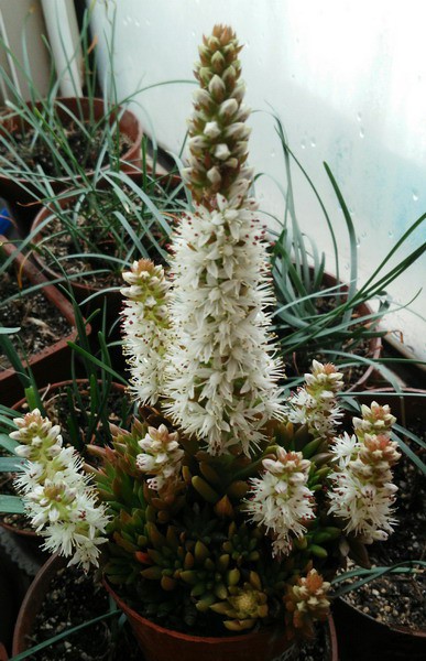 Orostachys spinosa ���� 11.jpg