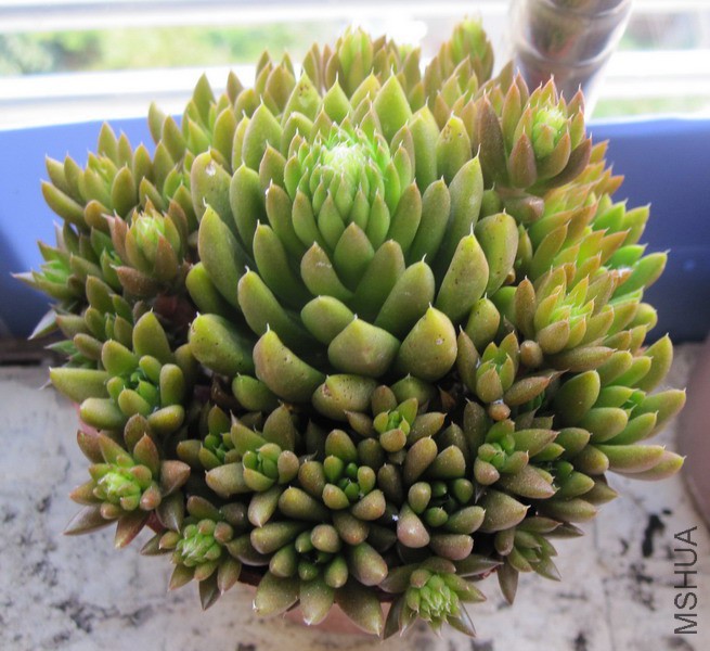 Orostachys spinosa ���� 10.JPG