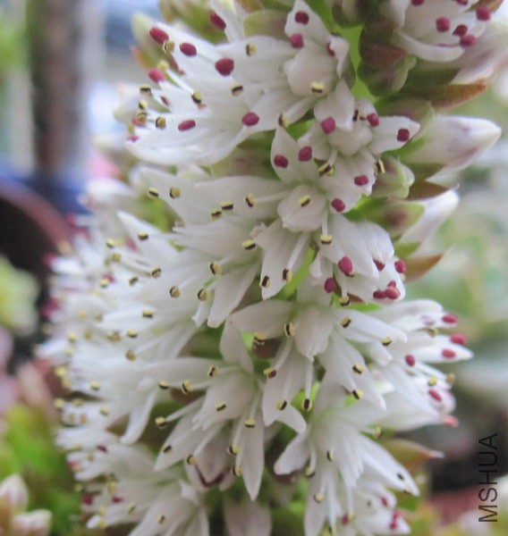 Orostachys spinosa ���� 11A.JPG