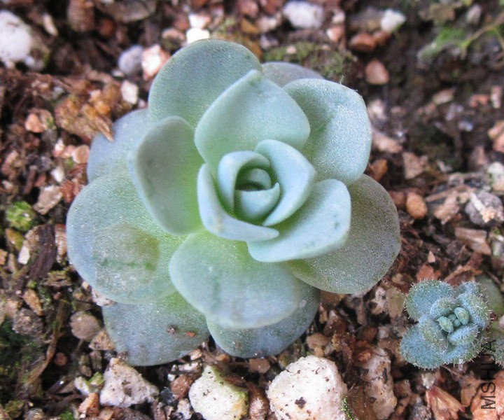 Orostachys boehmeri �ӳ����� 1.JPG