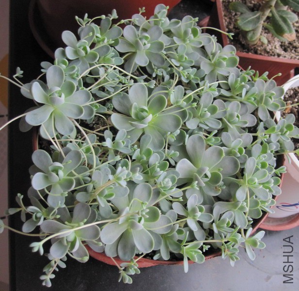 Orostachys boehmeri �ӳ����� 2.JPG