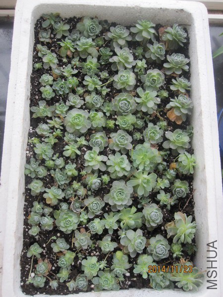 Orostachys boehmeri �ӳ����� 4.JPG