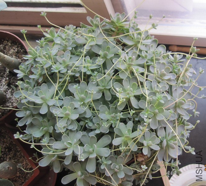 Orostachys boehmeri �ӳ����� 3.JPG