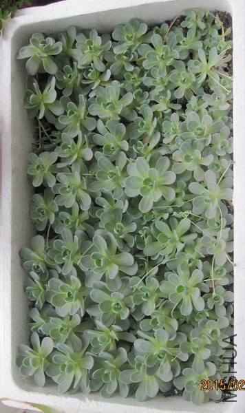 Orostachys boehmeri �ӳ����� 6.JPG