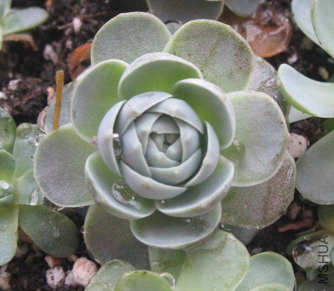 Orostachys boehmeri �ӳ����� 5.JPG