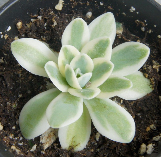 Orostachys iwarenge f. variegata 'Fuji' ��ʿ 1.JPG