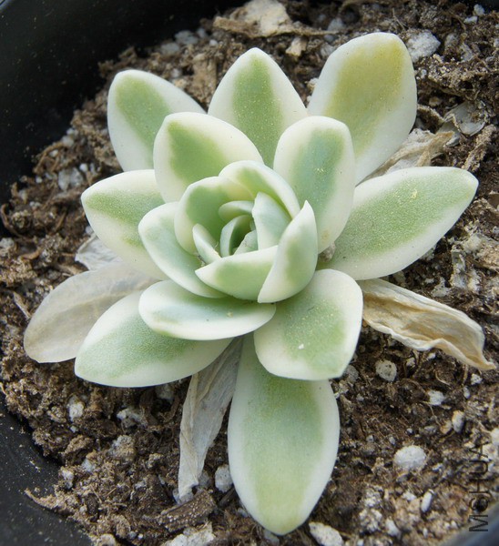 Orostachys iwarenge f. variegata 'Fuji' ��ʿ 3.JPG